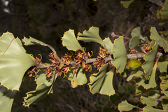 Hakea baxteri