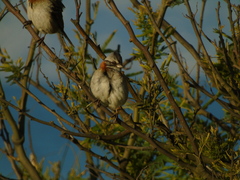 Zonotrichia capensis