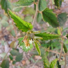Croton glandulosus