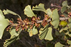 Hakea baxteri