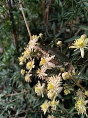 Clematis montevidensis