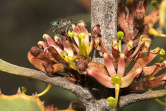 Hakea baxteri