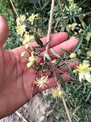 Clematis montevidensis