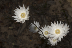 Argentipallium