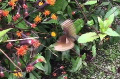 Euploea klugii erichsonii