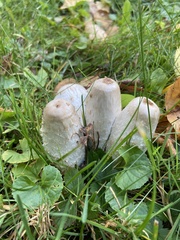 Coprinus