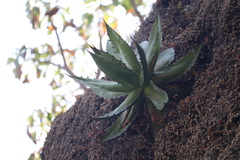 Agave horrida