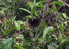 Euploea klugii erichsonii