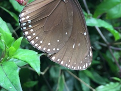 Euploea klugii erichsonii