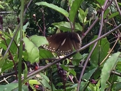 Euploea klugii erichsonii