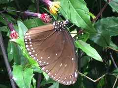 Euploea klugii erichsonii