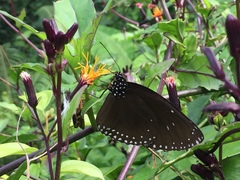 Euploea klugii erichsonii