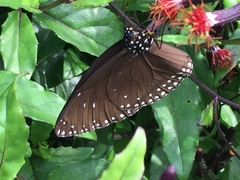 Euploea klugii erichsonii