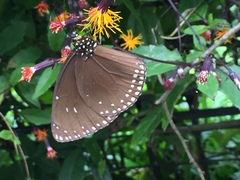 Euploea klugii erichsonii
