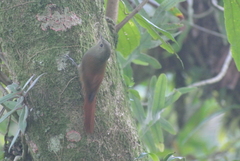 Sittasomus griseicapillus