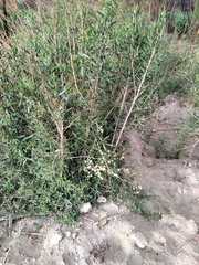 Clematis montevidensis
