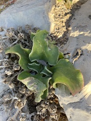 Mesembryanthemum crystallinum