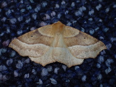 Tetracis jubararia