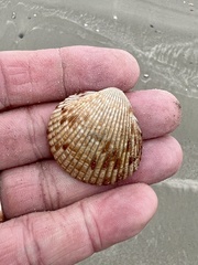 Dinocardium robustum