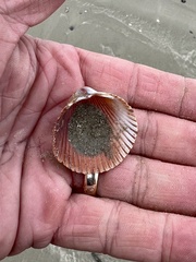 Dinocardium robustum