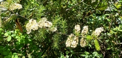 Asparagus racemosus