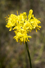 Glischrocaryon aureum