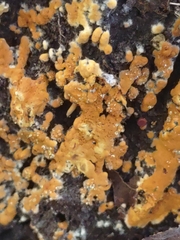 Botryobasidium aureum