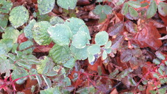 Viburnaceae