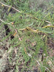 Prosopis flexuosa