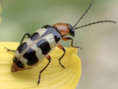 Paranapiacaba tricincta