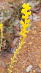 Synaphea