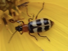 Paranapiacaba tricincta