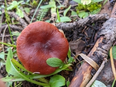 Gomphidius subroseus