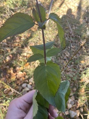 Scrophularia lanceolata