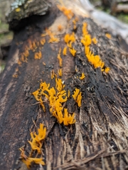 Calocera viscosa