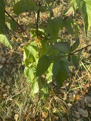 Scrophularia lanceolata