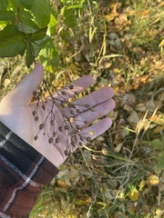 Scrophularia lanceolata