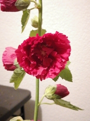 Alcea