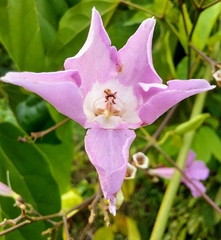 Fridericia