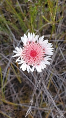 Actinodium cunninghamii