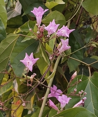 Fridericia