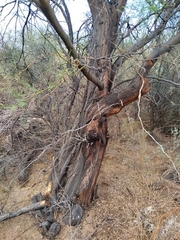 Prosopis flexuosa