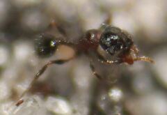 Pheidole littoralis