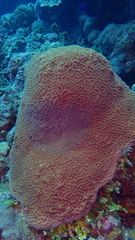 Montastraea cavernosa