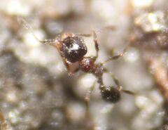 Pheidole littoralis