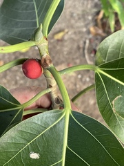 Ficus altissima