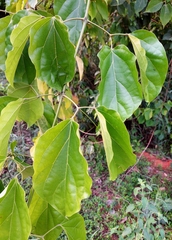 Fridericia