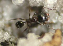 Pheidole littoralis