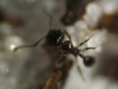 Pheidole littoralis