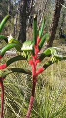 Anigozanthos manglesii